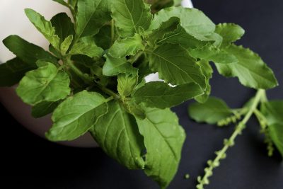 Fresh Holy Basil Leaves